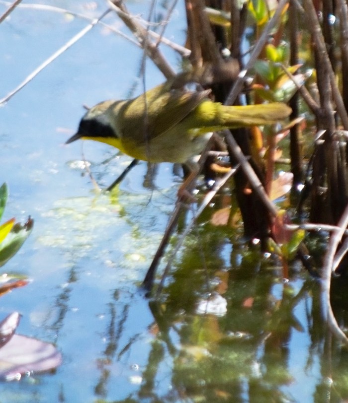 yellow throat 3