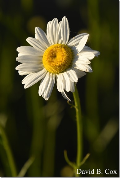 2020 6 16 Several Days Walks Blvd 001