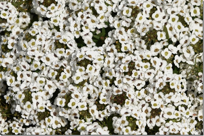 2020 6 16 Several Days Walks Blvd 031