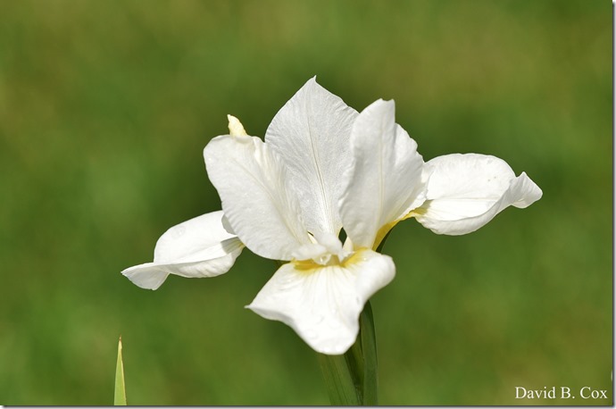 2020 6 16 Several Days Walks Blvd 034