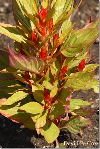 2020 6 16 Several Days Walks Blvd 037