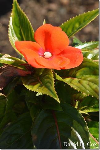 2020 6 16 Several Days Walks Blvd 038