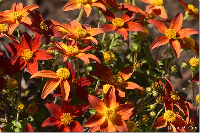 2020 6 16 Several Days Walks Blvd 039