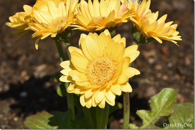 2020 6 16 Several Days Walks Blvd 044