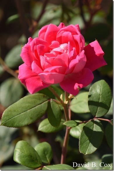 2020 6 16 Several Days Walks Blvd 045