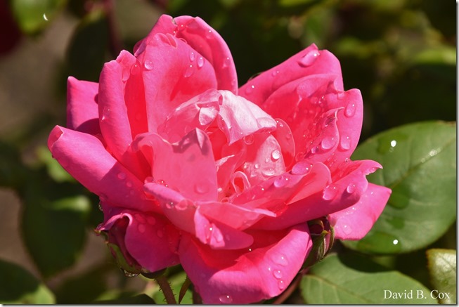 2020 6 16 Several Days Walks Blvd 046