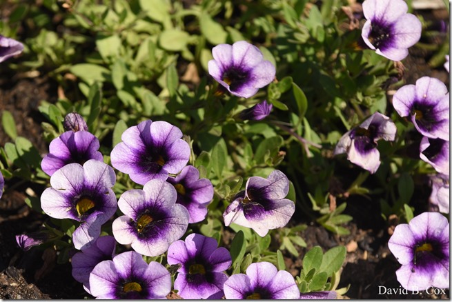 2020 6 16 Several Days Walks Blvd 047