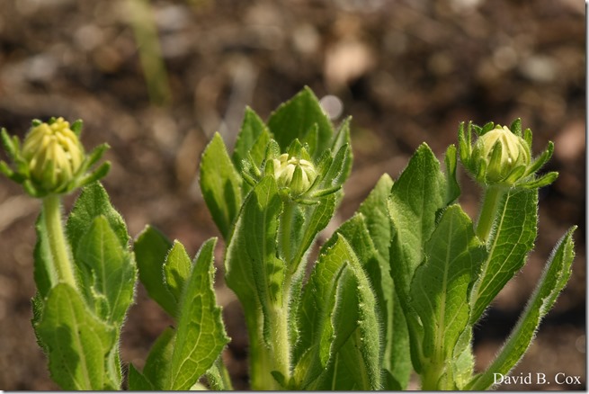 2020 6 16 Several Days Walks Blvd 048