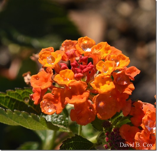 2020 6 16 Several Days Walks Blvd 050