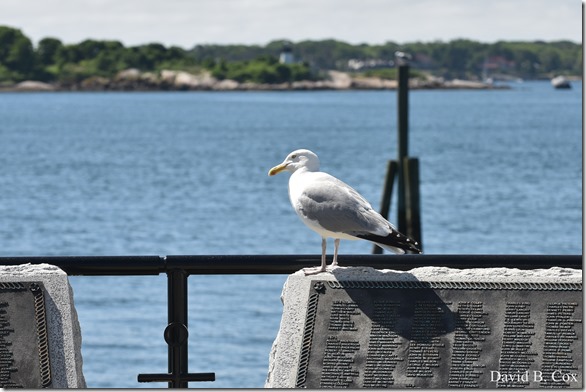 2020 6 16 Several Days Walks Blvd 070