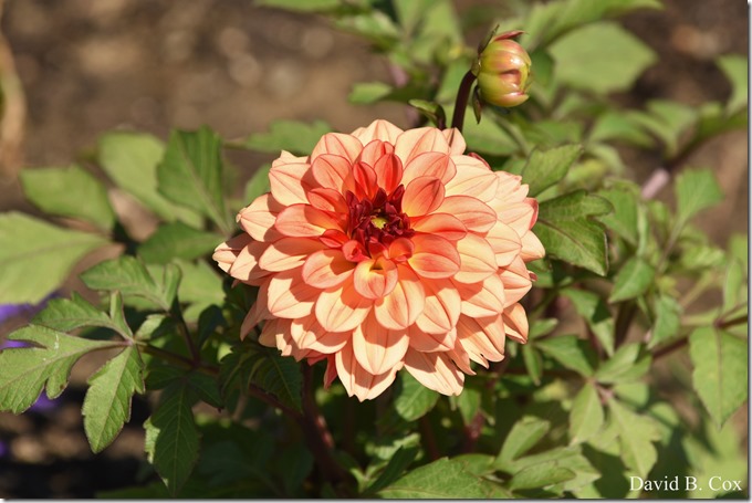 2020 6 16 Several Days Walks Blvd 085