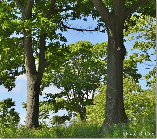 2020 6 16 Several Days Walks Blvd 125