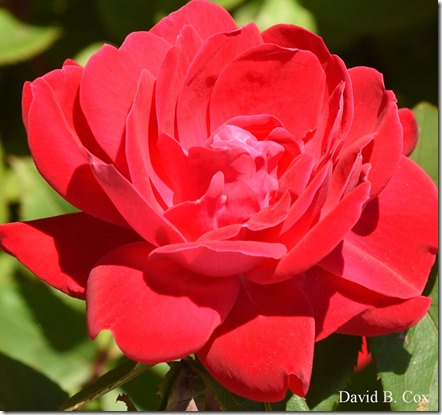 2020 6 16 Several Days Walks Blvd 141