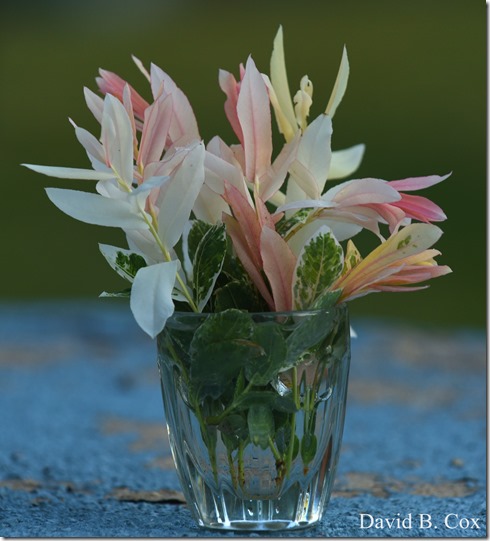 2020 6 16 Several Days Walks Blvd 149