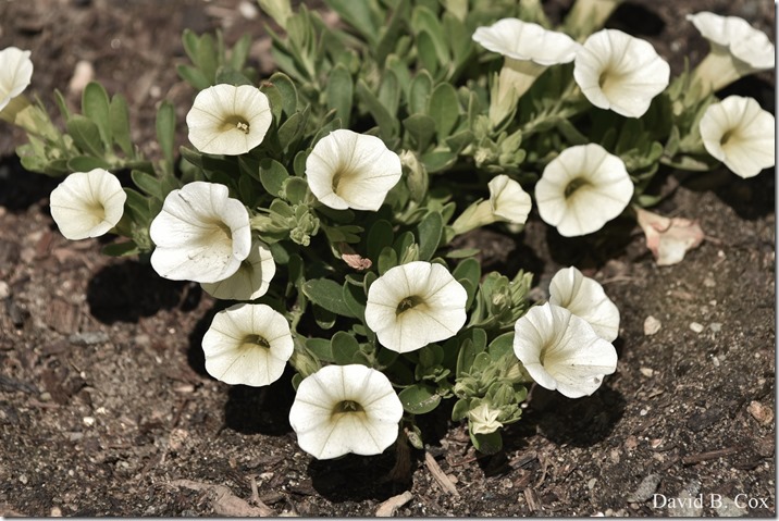 2020 6 16 Several Days Walks Blvd 190