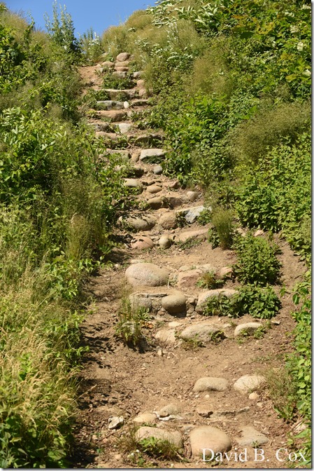 2020 6 16 Several Days Walks Blvd 201