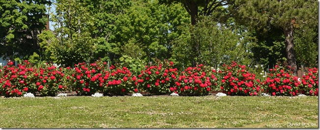 2020 6 16 Several Days Walks Blvd 204