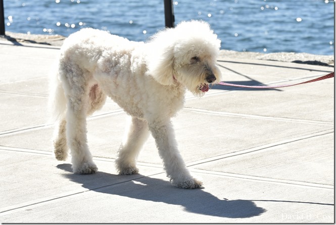 2020 6 20 Walks & G H Beach 015