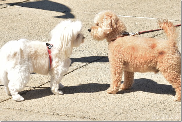 2020 6 20 Walks & G H Beach 028