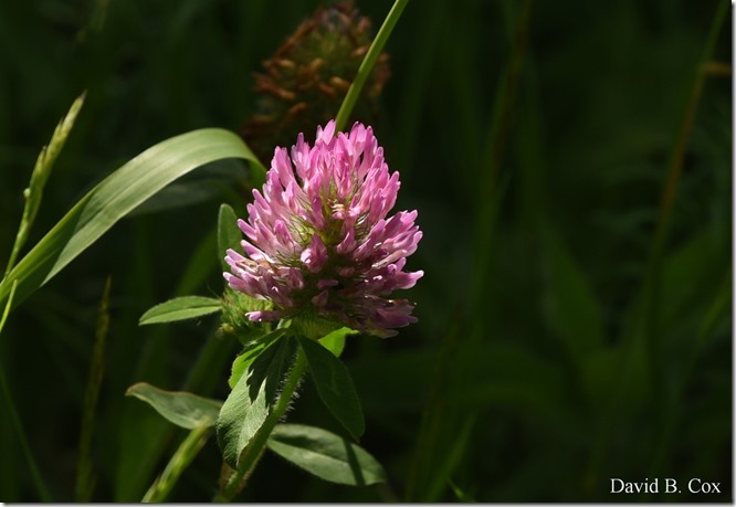 2020 6 20 Walks & G H Beach 068