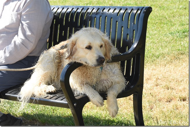 2020 6 20 Walks & G H Beach 165