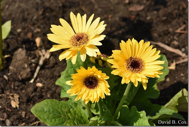 2020 6 4 Misc Walks & G H Beach 024