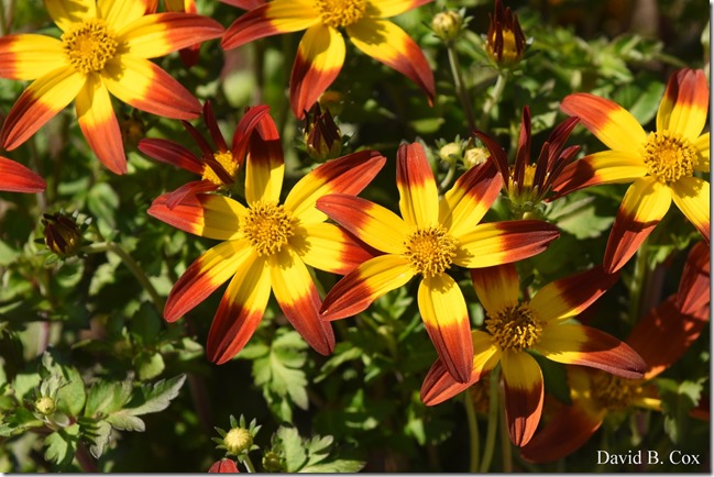 2020 6 4 Misc Walks & G H Beach 053