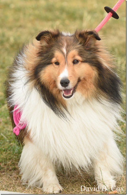 2020 6 7 Full Moon & Sky & Blvd & Floral 038