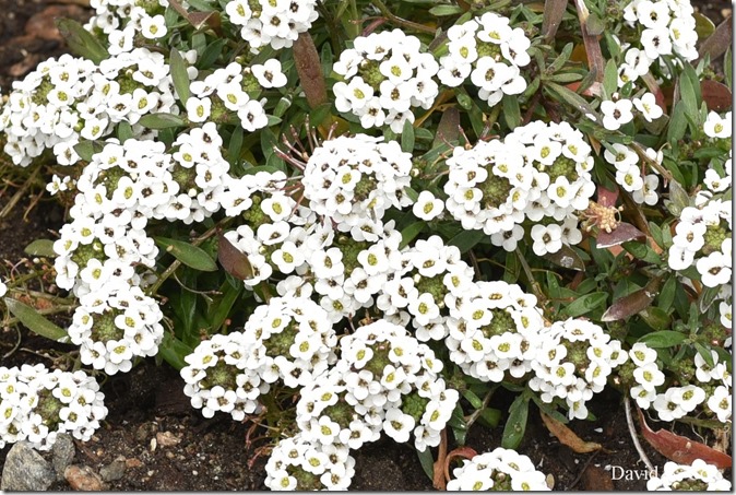 2020 6 7 Full Moon & Sky & Blvd & Floral 053