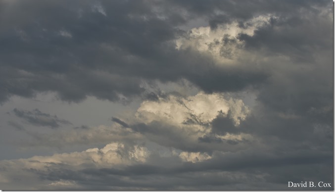 2020 6 7 Full Moon & Sky & Blvd & Floral 058