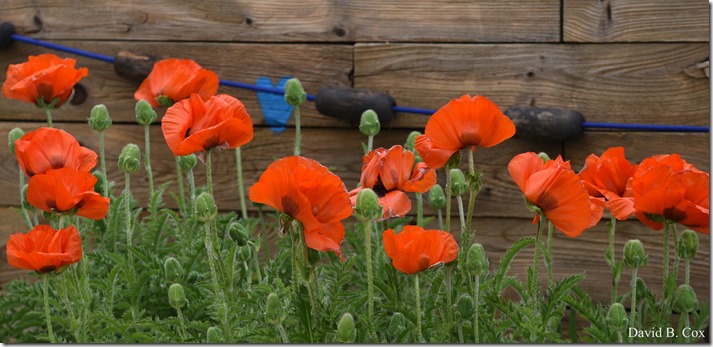 2020 6 7 Full Moon & Sky & Blvd & Floral 098