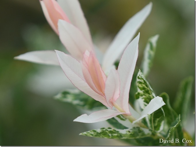 2020 6 7 Full Moon & Sky & Blvd & Floral 104