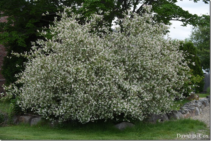 2020 6 7 Full Moon & Sky & Blvd & Floral 106