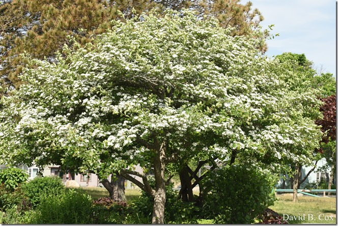 2020 6 9 Walks Blvd 015