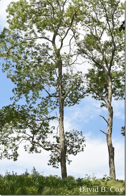 2020 6 9 Walks Blvd 018