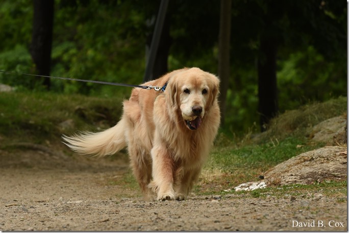 2020 6 9 Walks Blvd 045