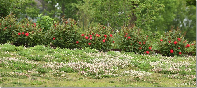 2020 6 9 Walks Blvd 086