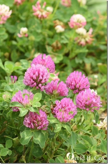 2020 6 9 Walks Blvd 088