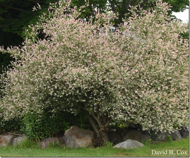 2020 6 29 Main St & Fishing at GH Beach 008