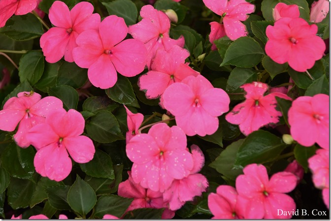 2020 7 17 Family Floral G H Beach 001 - Copy