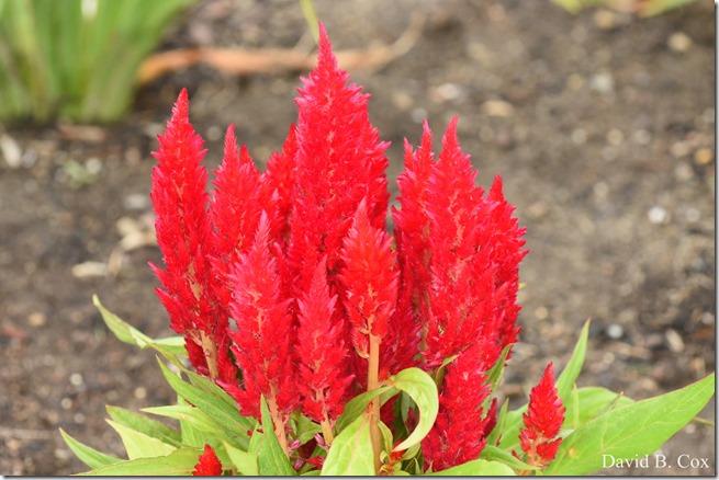 2020 7 17 Family Floral G H Beach 047 - Copy