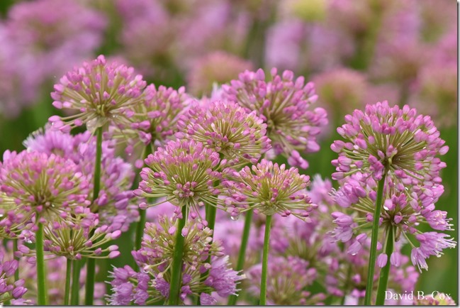 2020 7 17 Family Floral G H Beach 053 - Copy