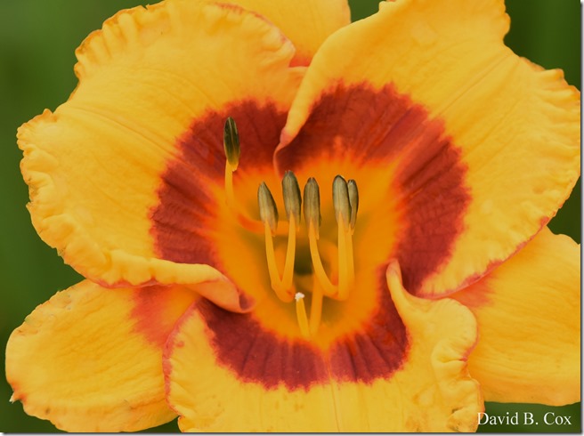 2020 7 17 Family Floral G H Beach 058