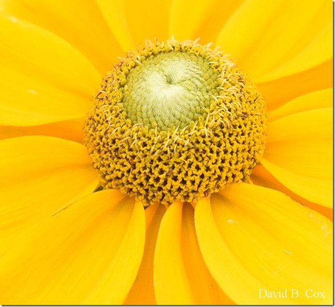 2020 7 17 Family Floral G H Beach 059