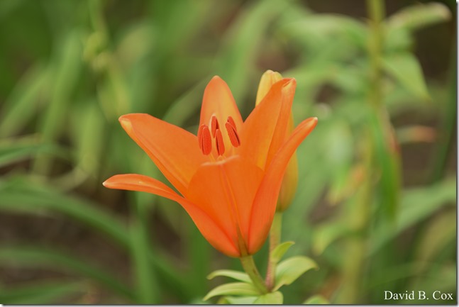 2020 7 3 Walk Blvd 010