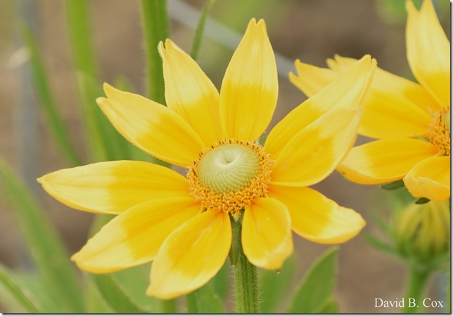 2020 7 3 Walk Blvd 012