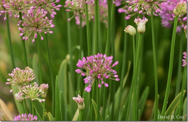 2020 7 3 Walk Blvd 019