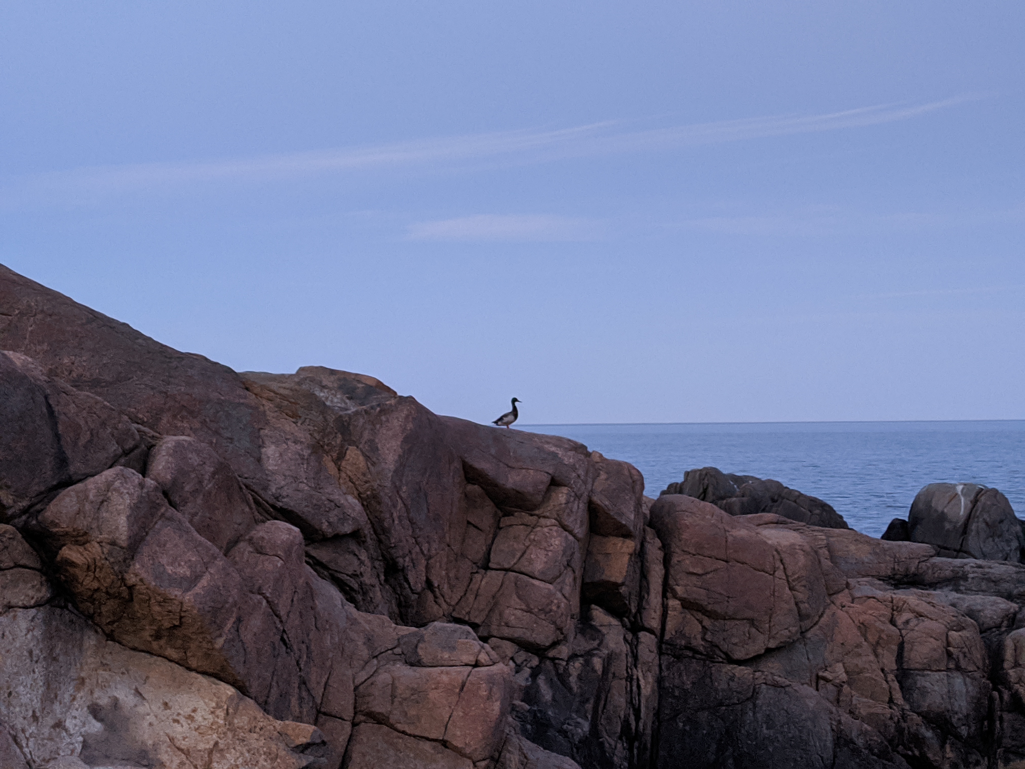 Duck and cliff a most unusual nest site-20200608_Gloucester Mass ©c ryan