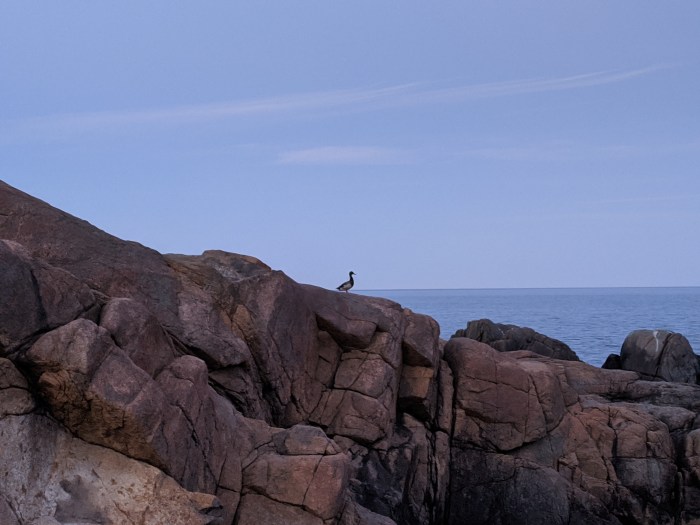 Duck and cliff a most unusual nest site-20200608_Gloucester Mass ©c ryan