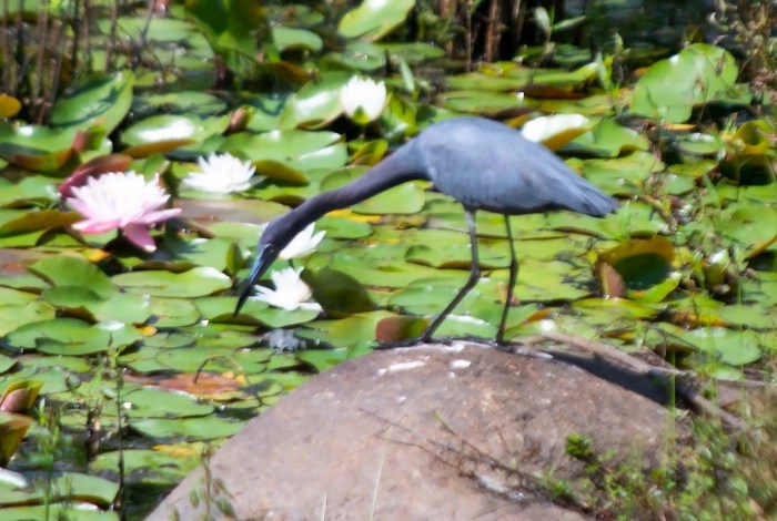 Image 6-28-20 at 11.15 AM.JPG